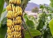 Menprin Lepas Ekspor Pisang Mas Tanggamus