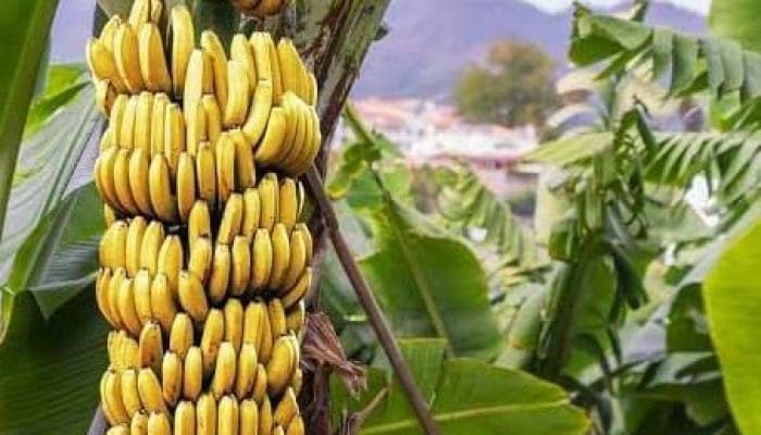 7 Buah Terbaik untuk Berbuka Puasa: Segar, Sehat, dan Mengenyangkan