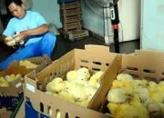 Jabar Dorong Peternak Ayam Petelur Naik Kelas, Potensi Kredit Rp565 Miliar Baru Terserap Rp81 Miliar