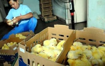 Harga Ayam Ambruk, Pakan Mencekik! Mentan Amran Siapkan 200 Ribu Ton Jagung Subsidi untuk Selamatkan Peternak