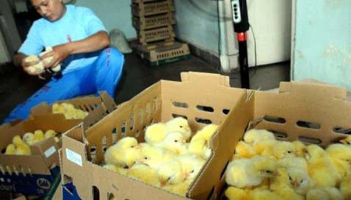 Harga Ayam Ambruk, Pakan Mencekik! Mentan Amran Siapkan 200 Ribu Ton Jagung Subsidi untuk Selamatkan Peternak