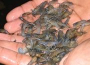 Polda Lampung, Gagalkan Penyelundupan 366.650 benih lobster