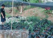 Budidaya Jahe Merah, Lahan Sempit Untung Melejit