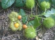 Buah Rambusa, Ternyata Kaya Manfaat Bagi Kesehatan