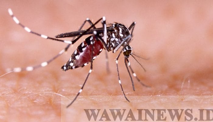Kasus DBD Awal Tahun, Satu Warga Lampung Timur Meninggal Saat Menjalani Perawatan
