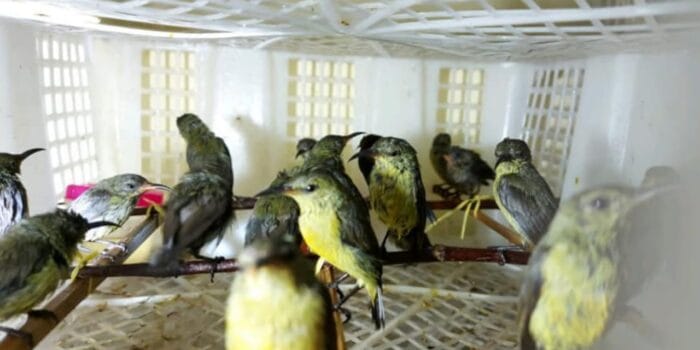 Bakauheni Kembali Digempur Penyelundup Burung, 1.647 Ekor Satwa Diselamatkan dalam Sepekan