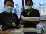 Pengiriman 29.250 Benih Lobster Berkedok Paket Makanan, Digagalkan