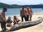 Paus Lima Meter Terdampar di Pantai Tengor Tanggamus