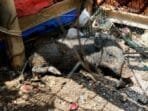 Babi Ngepet di Depok Hoaks, Polisi Tetapkan Satu Tersangka