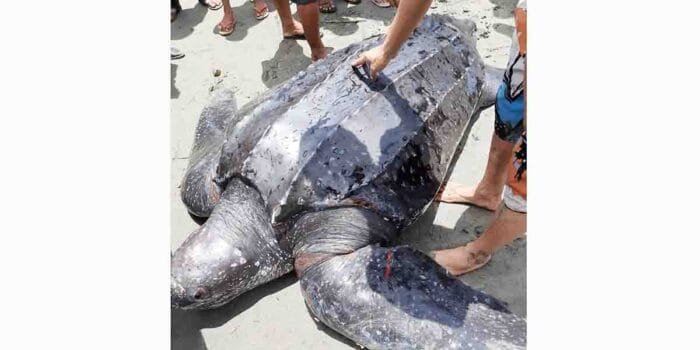 5,5 Juta Hektar Habitat Penyu Ditetapkan Jadi Kawasan Konservasi