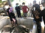Empat Penyu Hijau Berhasil Dievakuasi di Denpasar
