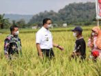 Anies Baswedan Panen Padi di Sumedang
