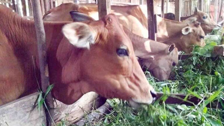 Terungkap Kasus Pencurian Sapi di Banjar Agung, Keluarga Korban Desak Polisi Usut Dugaan Penadah