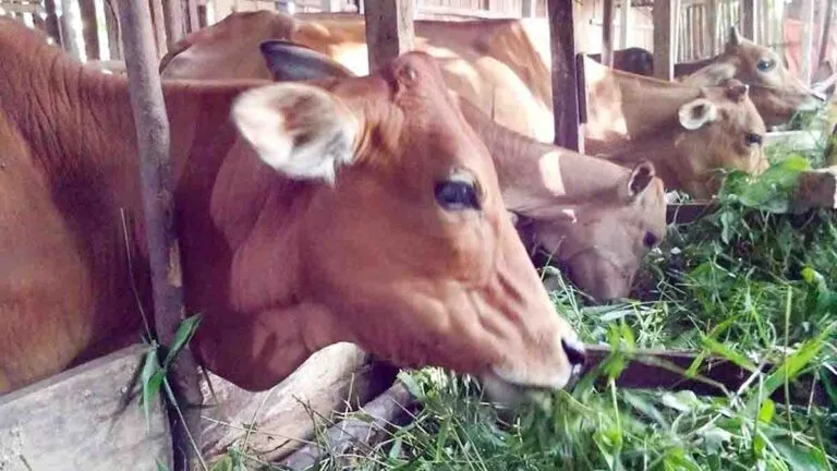 Terungkap Kasus Pencurian Sapi di Banjar Agung, Keluarga Korban Desak Polisi Usut Dugaan Penadah