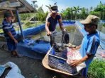 Manfaatkan Pinjaman Modal dari KKP, Budidaya Lele Mbah Mul Berkembang Pesat