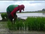 Pertanian Indonesia Produktivitasnya Masih Rendah