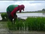 Sinyal Positif Ekonomi Lampung! Nilai Tukar Petani Naik, Daya Beli Rumah Tangga Pertanian Menguat