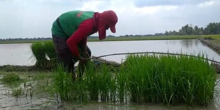 Sinyal Positif Ekonomi Lampung! Nilai Tukar Petani Naik, Daya Beli Rumah Tangga Pertanian Menguat