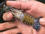 Begini Cara Budidaya Lobster Air Tawar Dilahan Terbatas
