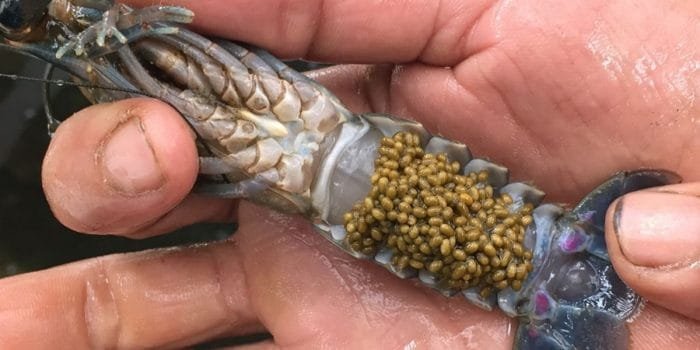 Begini Cara Budidaya Lobster Air Tawar Dilahan Terbatas