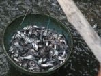 Lebak Miliki Potensi Jadi Sentra Produktivitas Patin