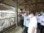 Mendes : Desa Wawasan di Lamsel Bisa Jadi Contoh Pengelolaan Peternak Sapi oleh BUMDes