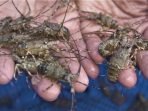 Ini Langkah Pada Fase Pendederan Budidaya Lobster agar Survival