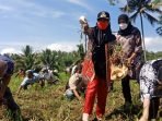 Panen Bawang Merah, Bupati Harapkan Jadi Ikon di Tanggamus