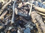 Pencemaran di Pesisir Lampung Diduga Berasal dari Lamtim