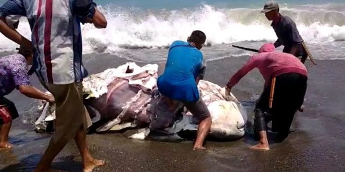 Warga Konsumsi Hiu Paus Terdampar di Cianjur, KKP: Itu Dilarang Seacara Hukum