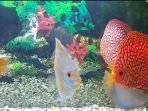 Ikan Hias Bandung Tembus 33 Negara
