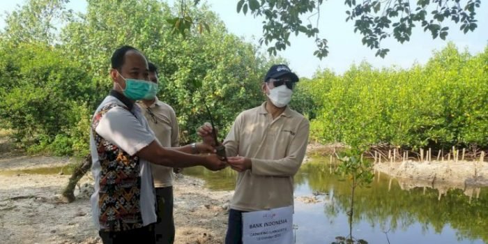 BI Lampung Tanam Mangrove Bersama Jurnalis di Lamsel