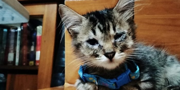 Ternyata Begini Alasan Ustaz Khalid Basalaman Saran Tak Usah Pelihara Kucing