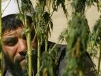 Taliban Akan Buat Pabrik Pengolahan Ganja di Afghanistan