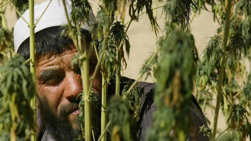 Ilustrasi warga Afghanistan di ladang ganja. [ Getty Images]