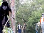 Populasi Lutung Jawa di Bekasi, Diperkira Tersisa Hanya 55 Ekor