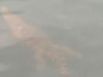 Waspada! Buaya Sepanjang 2 Meteran Muncul di Dermaga Kotaagung