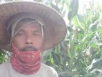 Harga Jagung di Lampung Timur Mendadak Diangka Rp3100, Petani Merana