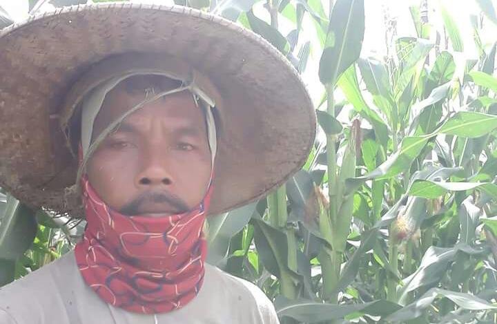 Sanusi, petani jagung di Marga Sekampung mengeluhkan turunnya harga jagung. Ia mengaku khawatir akan terus terjadi penurunan, semantara sebentar lagi tanamannya panen, Sabtu (31/12/2021) - foto Bang Jali