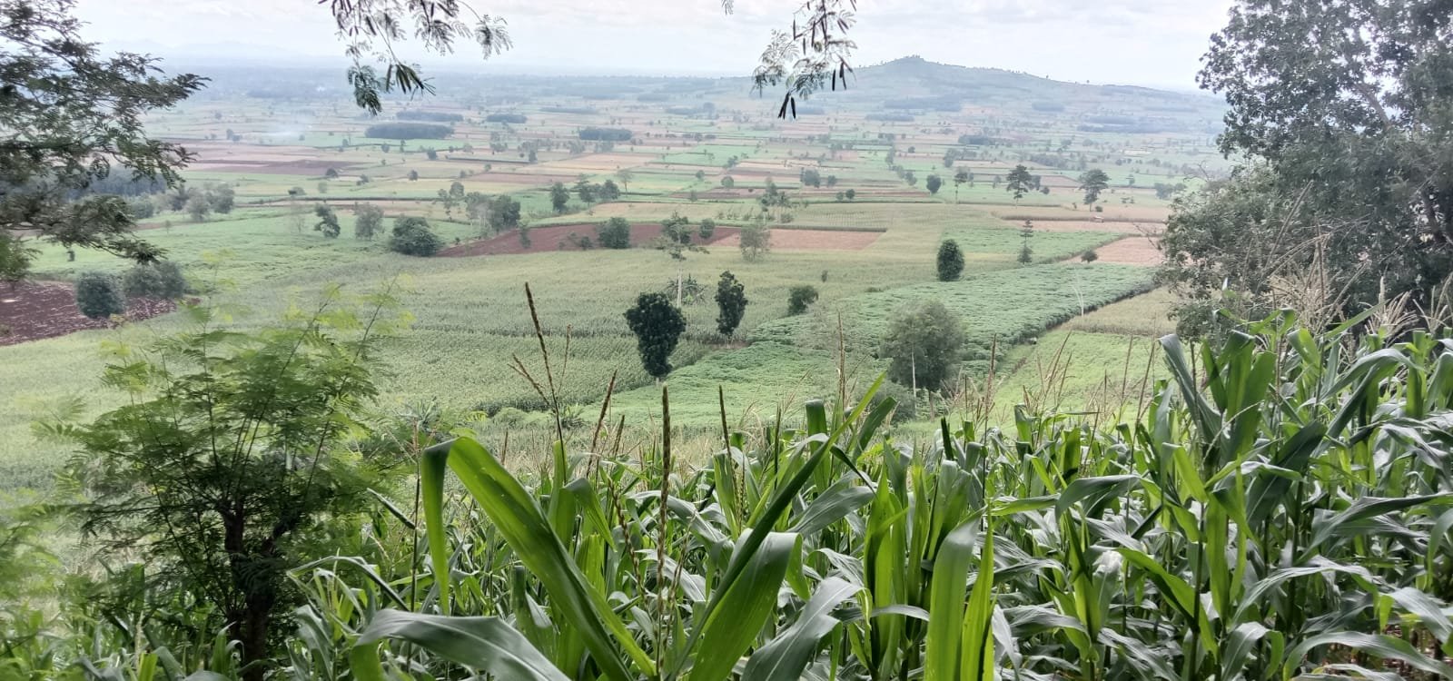 Penampakan gunung Balak, diambil dari lokasi Register 38 Desa Bandar Agung, Kabupaten Lampung Timur, Selasa (4/1/2022)- foto Bang Jali