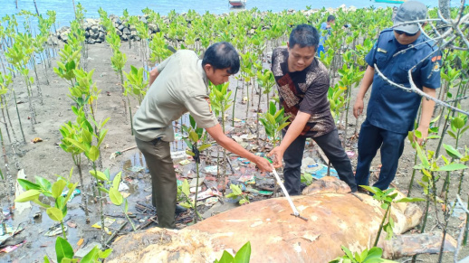 Balai Pengelolaan Sumberdaya Pesisir dan Laut (BPSPL) Makassar salah satu Unit Pelaksana Teknis Direktorat Jenderal Pengelolaan Ruang Laut (Ditjen PRL) Kementerian Kelautan dan Perikanan (KKP), menenggelamkan mamalia jenis dugong yang terdampar, Senin (10/1/2022) - foto ist