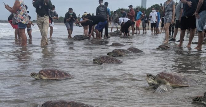 Dari Kampus ke Pantai Terluar, ITB Bantu Warga Jadi Penjaga Penyu Indonesia