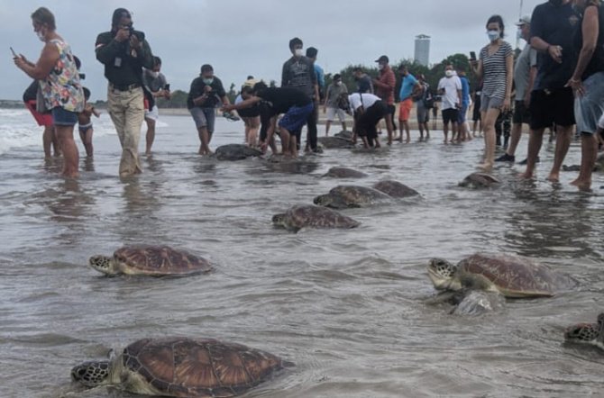 Puluhan Penyu hasil sitaan TNI AL dilepasliarkan di wilayah Pantai Kuta Bali, pada 8 Januari 2022 lalu - foto dok