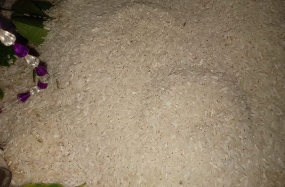 Beras BPNT yang diterima warga Pekon Way Gelang, Kota Agung Barat, menuai protes karena berkutu, apek dan kekuningan saat jadi nasi,- foto Sumantri