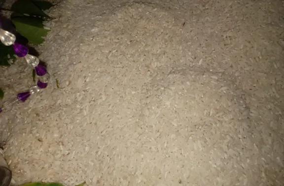 Beras BPNT yang diterima warga Pekon Way Gelang, Kota Agung Barat, menuai protes karena berkutu, apek dan kekuningan saat jadi nasi,- foto Sumantri