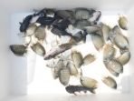 267 Ekor Ikan Hias Asal Kolumbia Dimusnahkan