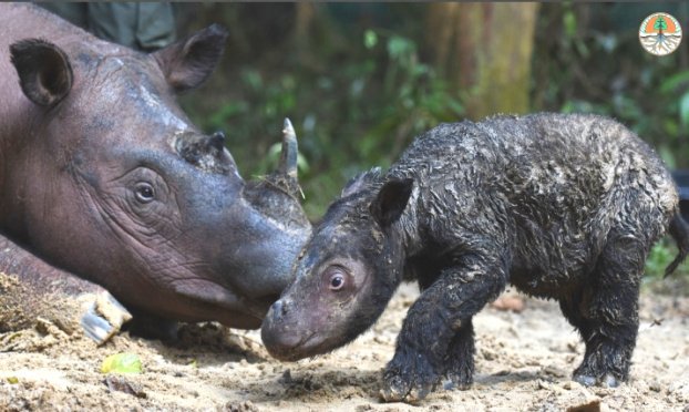 Badak Sumatera bernama Rosa akhirnya bisa melahirkan seekor anak badak betina, di SRS TNWK Lampung Timur pada 24 Maret 2022- foto KLHK