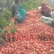 Lagi Viral, Petani Tomat di Lampung Barat Buang Hasil Panen di Tepi Jalan
