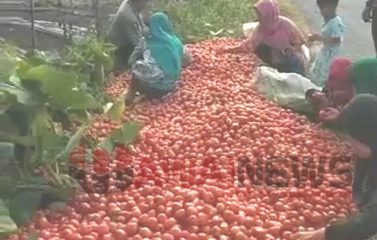 petani tomat di Desa Sebarus, Balik Bukit, Lampung Barat membuang hasil panen di tepi jalan, aksi itu viral di media sosial, Minggu (27/3/2022)- foto ist