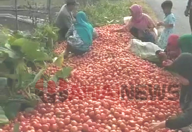 petani tomat di Desa Sebarus, Balik Bukit, Lampung Barat membuang hasil panen di tepi jalan, aksi itu viral di media sosial, Minggu (27/3/2022)- foto ist
